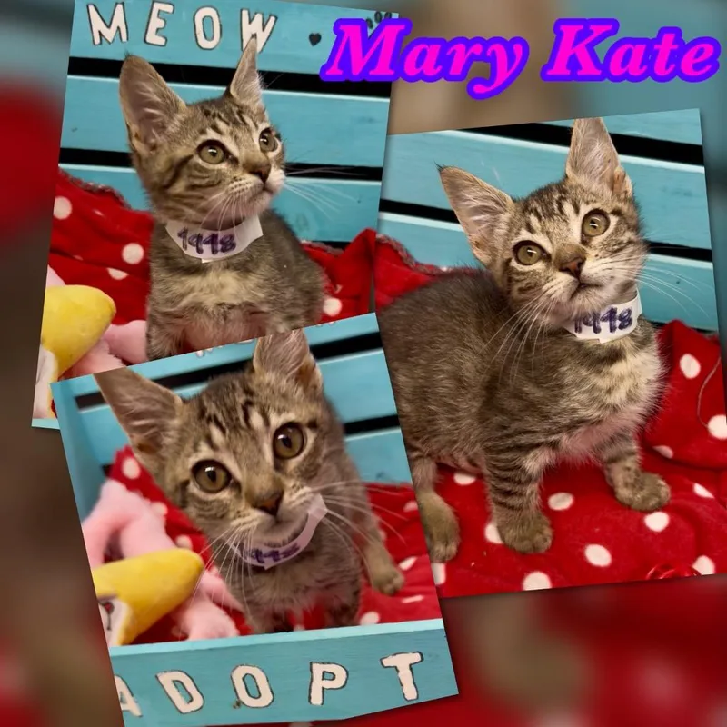 Mary Kate