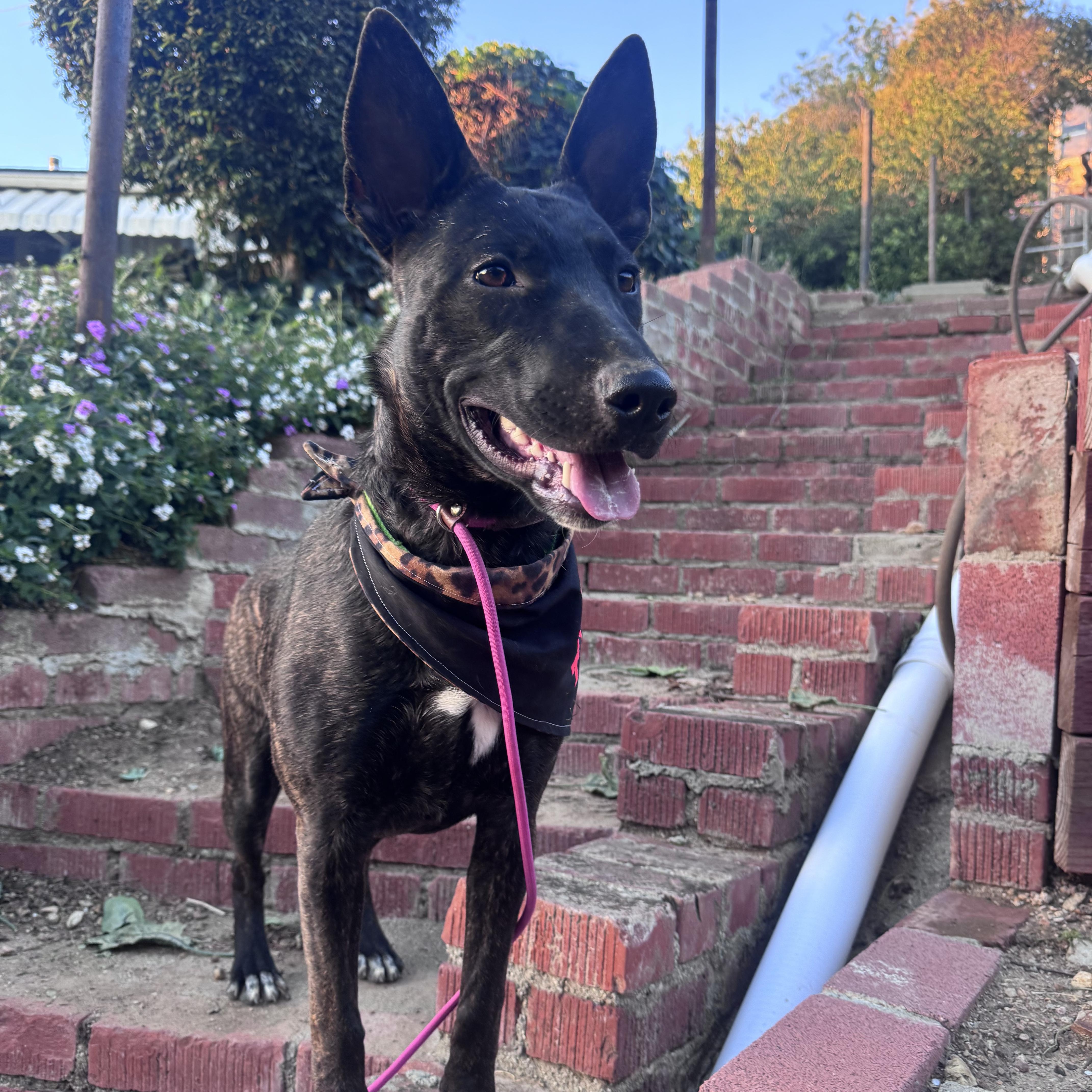 Arya