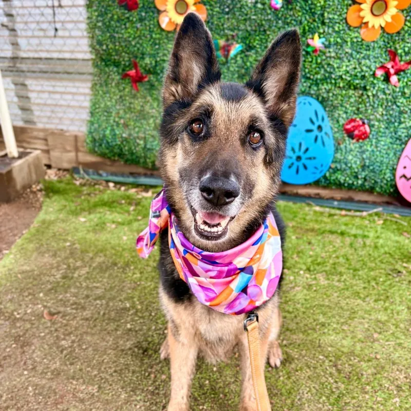 An adult large-sized female German Shepherd Dog dog named Tomato Soup for adoption in Austin, TX
