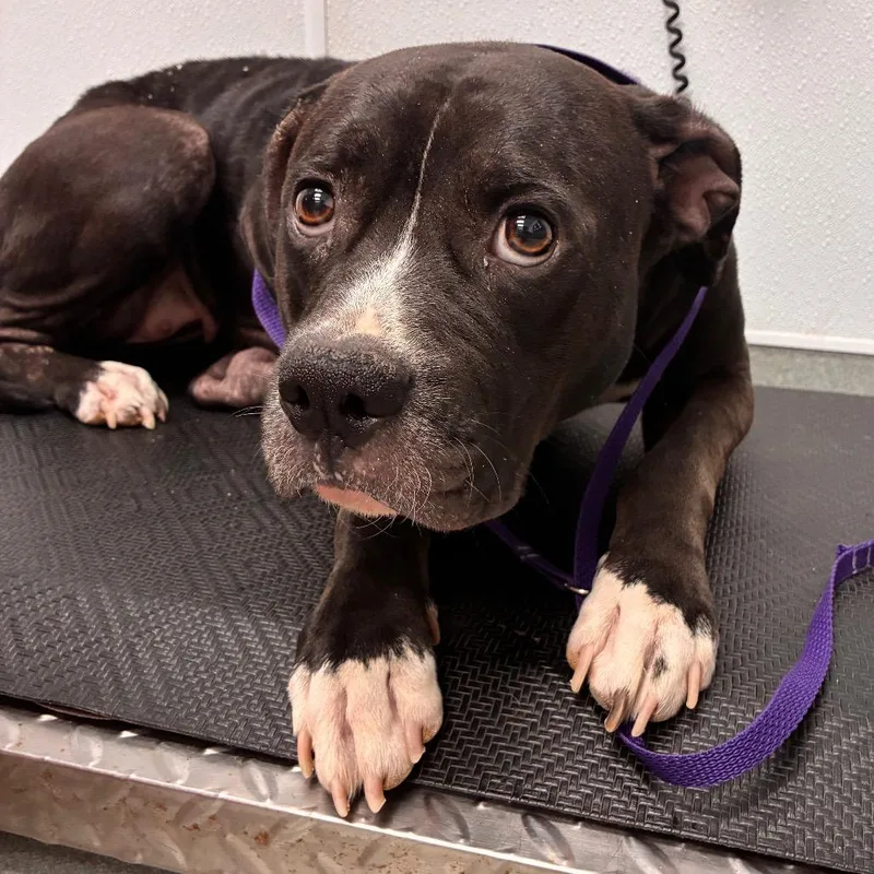 An adult medium-sized female Black Staffordshire Bull Terrier dog named Nova for adoption in Abilene, TX