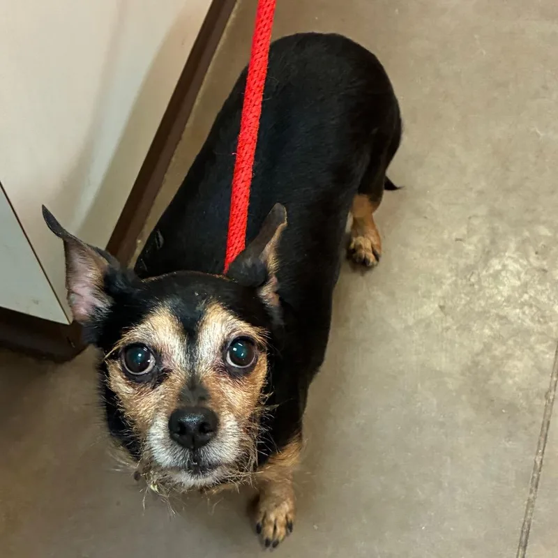 A senior small-sized female Black Mixed Breed dog named Rosie for adoption in Flagstaff, AZ