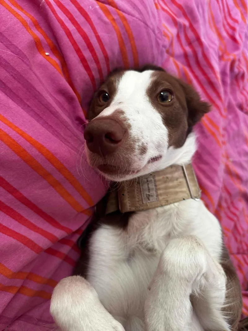 An adult medium-sized female Red / Chestnut / Orange Border Collie dog named Leidy for adoption in Bridgeton, NJ