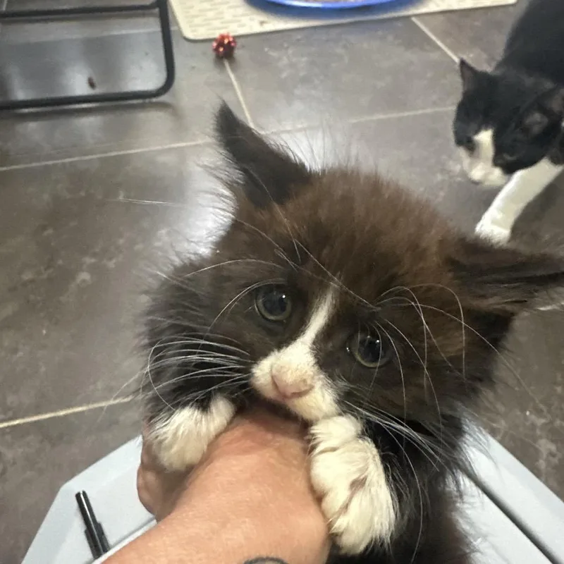 A baby small-sized male Black Domestic Short Hair cat named Action for adoption in Middle Village, NY