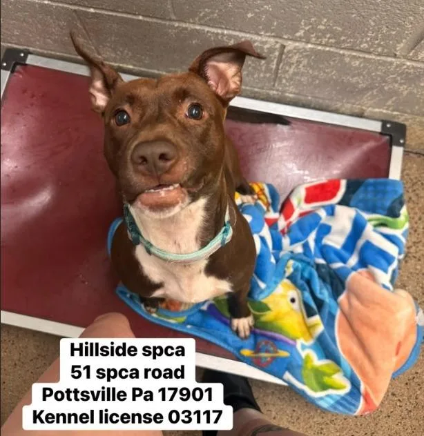 An adult medium-sized female Pit Bull Terrier dog named Rosie for adoption in Pottsville, PA