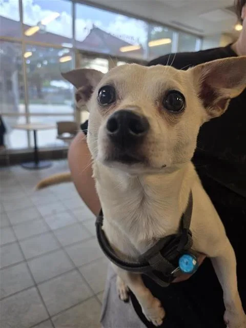 An adult small-sized male Chihuahua dog named Kodak for adoption in San Antonio, TX