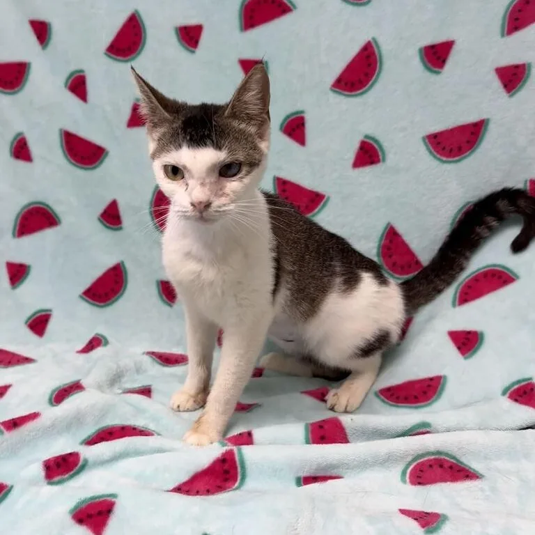 A baby medium-sized female Brown / Chocolate Domestic Short Hair cat named Marigold for adoption in Valdosta, GA
