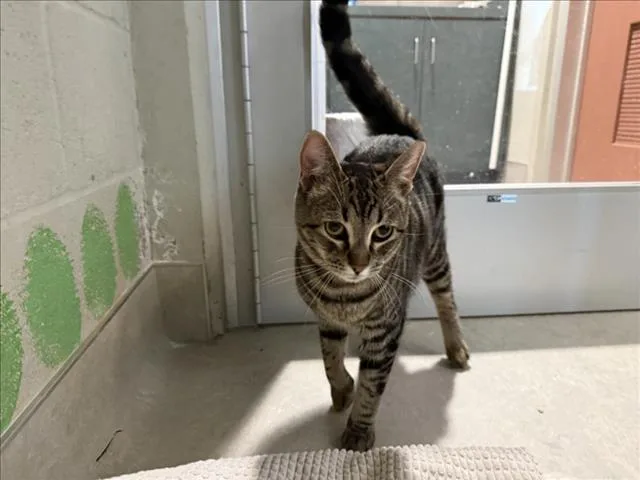 A young small-sized male Domestic Short Hair cat named Cafe for adoption in Van Nuys, CA