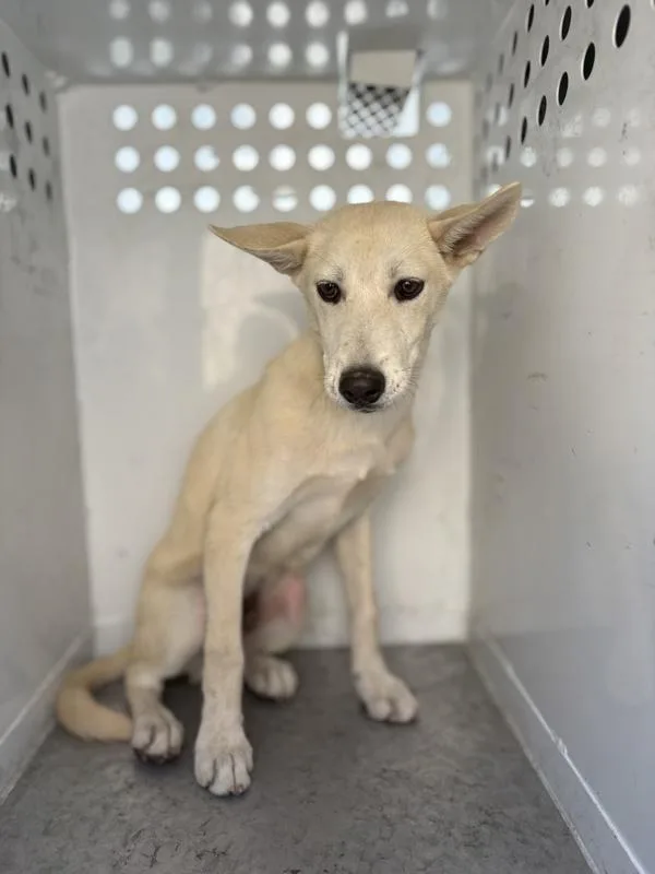 A young medium-sized male Shepherd dog named Poo Bear for adoption in Victorville, CA