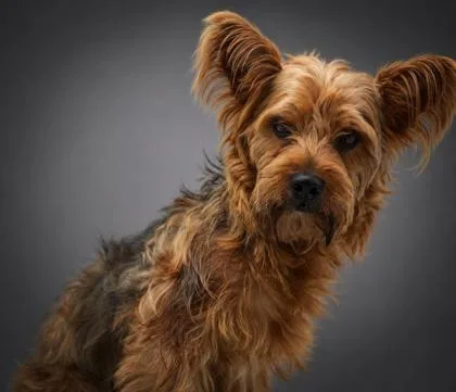 An adult medium-sized male Yorkshire Terrier dog named Ricky for adoption in Bowling Green, KY