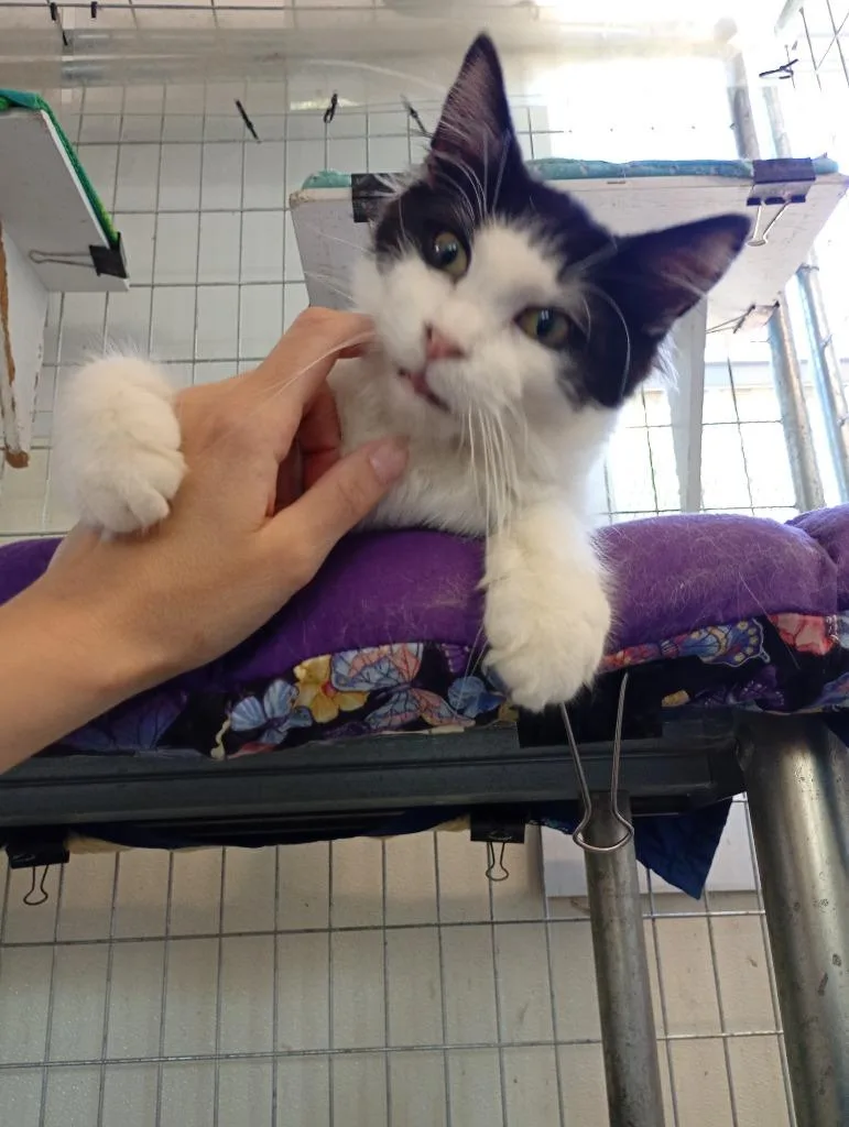 An adult medium-sized male Domestic Medium Hair cat named Ace for adoption in Saint James, MN