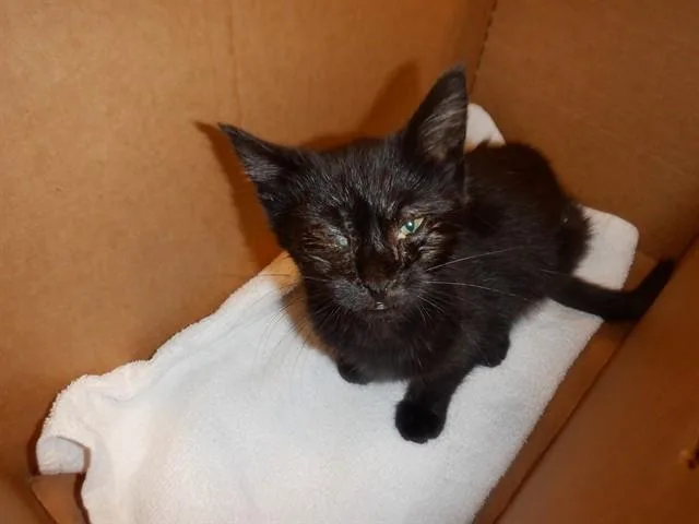 A baby small-sized male Domestic Short Hair cat named Ube for adoption in San Jose, CA