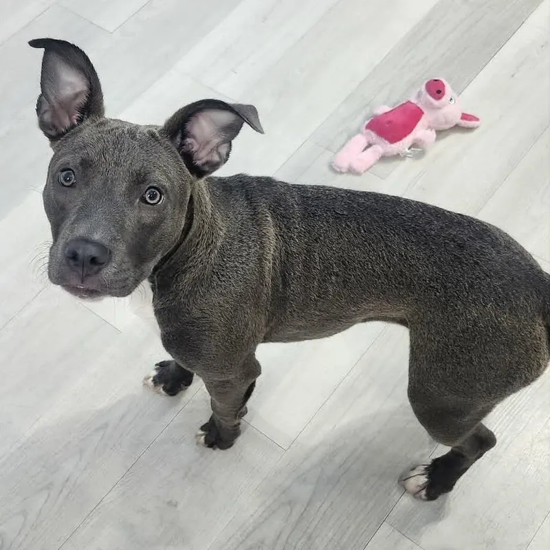 A young small-sized female Gray / Blue / Silver Pit Bull Terrier dog named Blueberry Cobbler for adoption in Indianapolis, IN