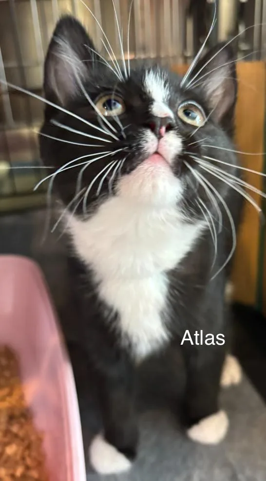 A baby small-sized male Black & White / Tuxedo Domestic Short Hair cat named Atalas And Atticus for adoption in Topsham, ME
