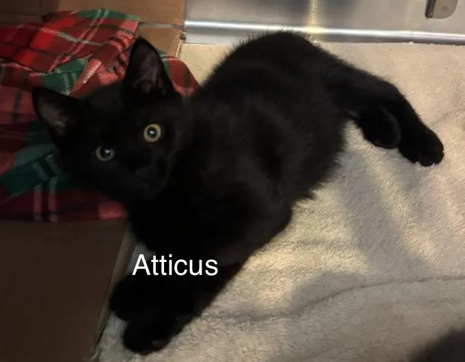 Atalas And Atticus thumbnail 2