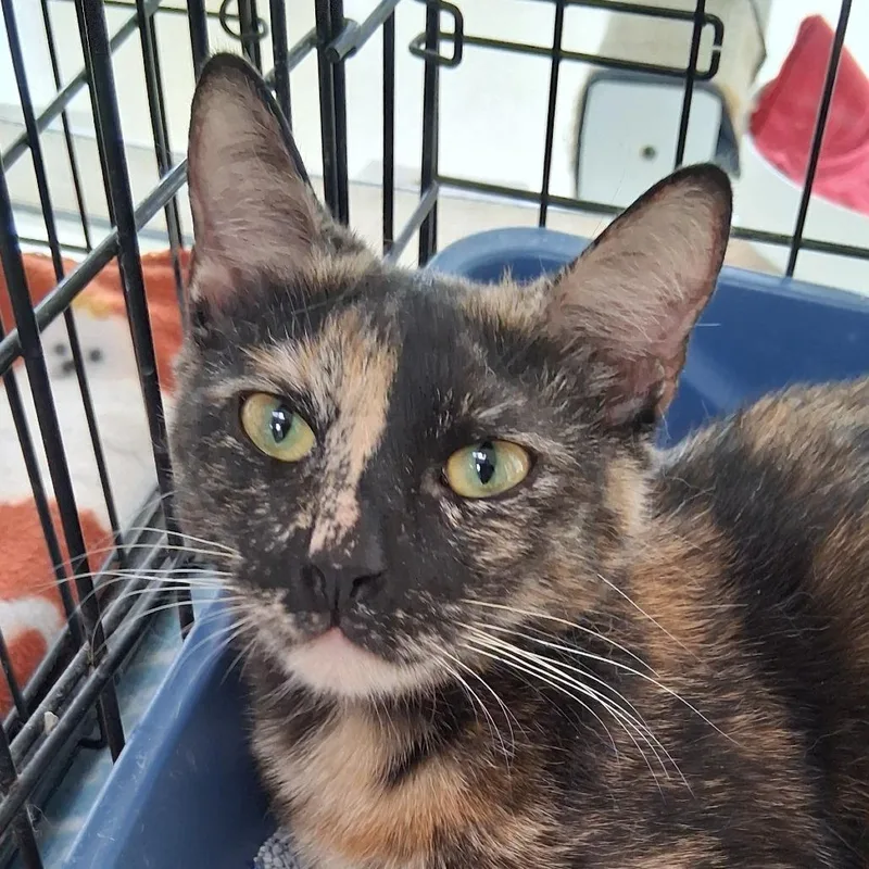A young medium-sized female Tortoiseshell Domestic Short Hair cat named Ember for adoption in Deerfield, IL