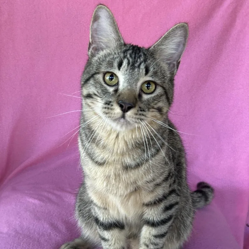 A young medium-sized male Brown / Chocolate Domestic Short Hair cat named Blue Rhino for adoption in Conway, NH