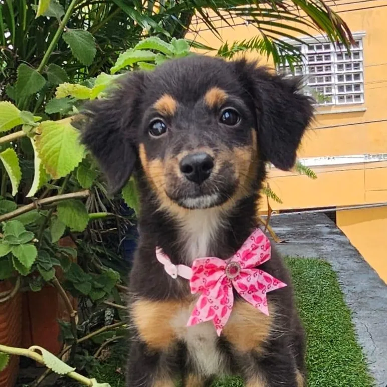 A baby medium-sized female Brown / Chocolate Miniature Pinscher dog named Kira for adoption in New York, NY