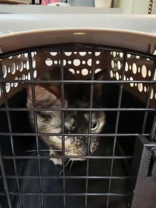A young medium-sized female Domestic Short Hair cat named Kira for adoption in Verona, WI