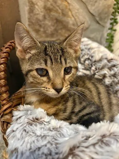 A baby small-sized male Tabby (Brown / Chocolate) Domestic Short Hair cat named Ozark for adoption in Raleigh, NC