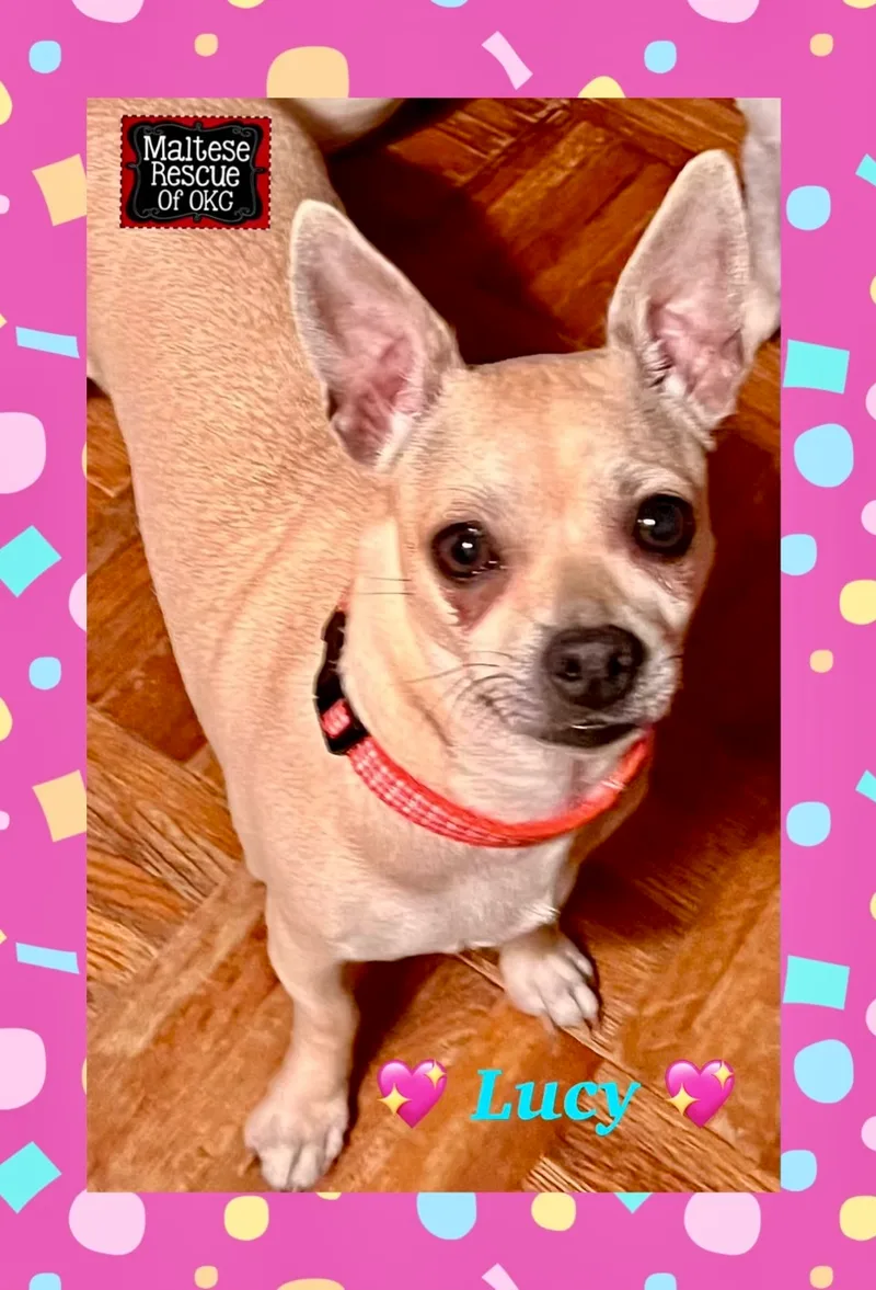 An adult small-sized female Apricot / Beige Chihuahua dog named Lucy for adoption in Oklahoma City, OK