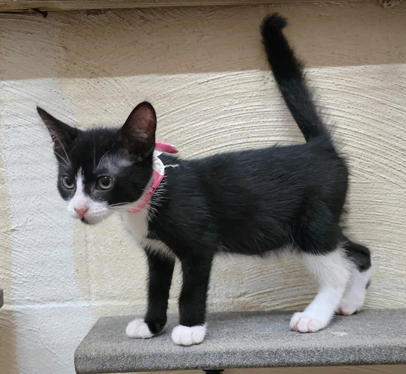 A baby medium-sized male Black & White / Tuxedo Domestic Short Hair cat named Romeo for adoption in Wetumpka, AL
