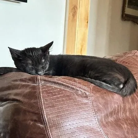A baby medium-sized male Black Domestic Short Hair cat named Smokey for adoption in Springfield, OR
