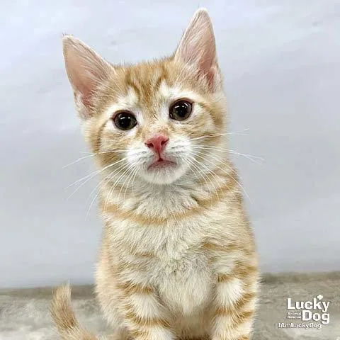 A baby medium-sized female Orange / Red Domestic Short Hair cat named Lola for adoption in Washington, DC