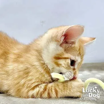 Lola thumbnail 3