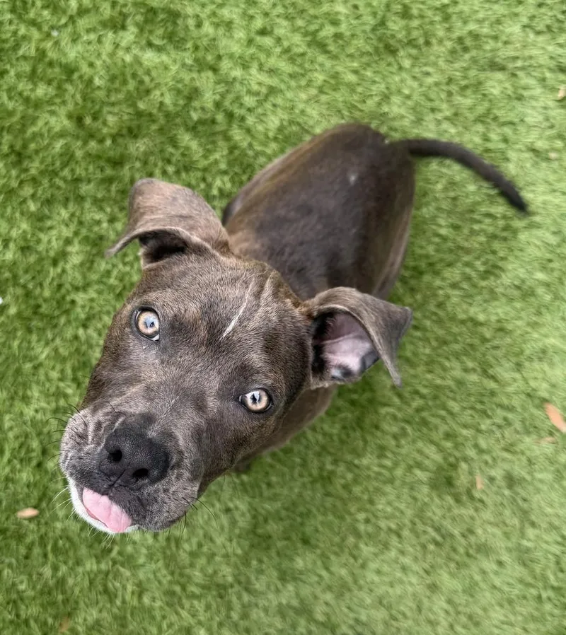 A baby small-sized female Tricolor (Brown, Black, & White) American Bulldog dog named Glimmer for adoption in Lakeland, FL
