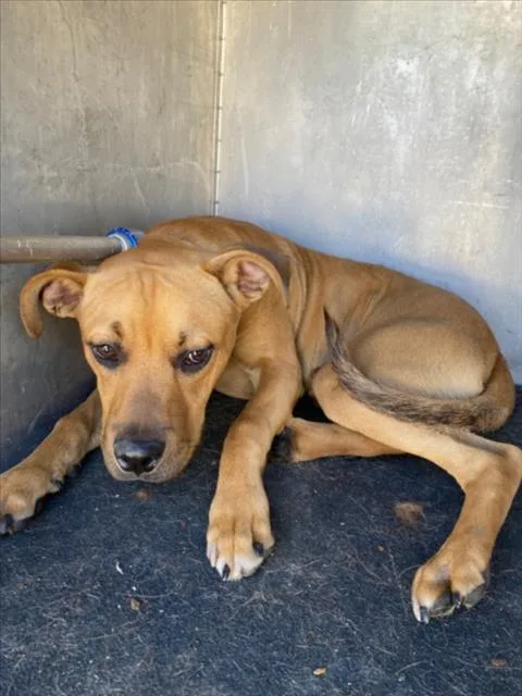 A young medium-sized male Pit Bull Terrier dog named Pichu for adoption in Woodland, CA