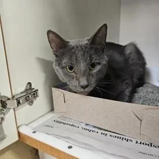 An adult medium-sized male Gray / Blue / Silver Domestic Short Hair cat named Aquaman for adoption in Phoenixville, PA