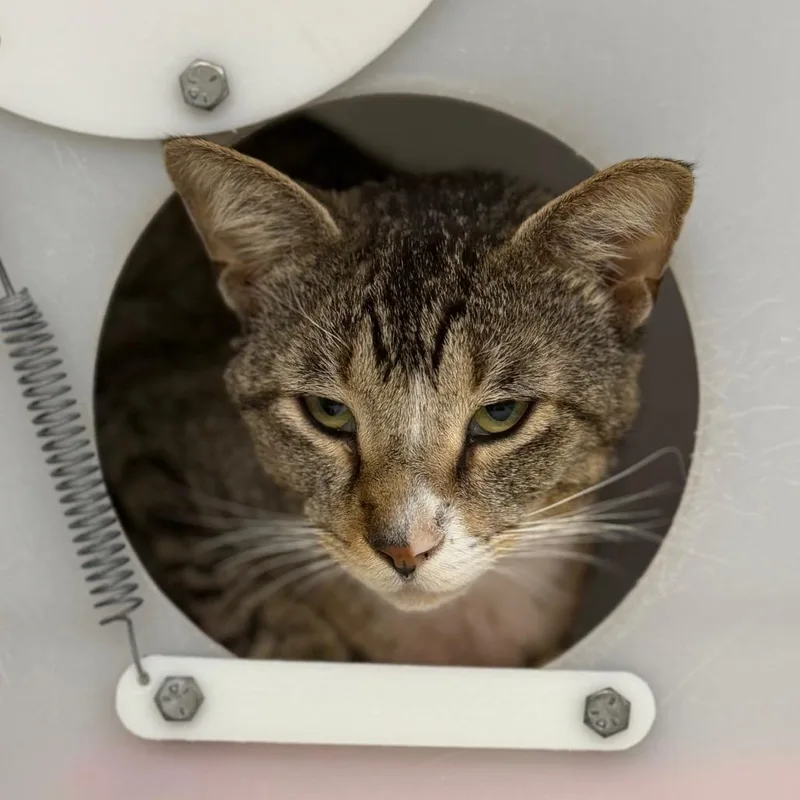 A senior medium-sized male Brown / Chocolate Domestic Short Hair cat named Mufasa for adoption in League City, TX