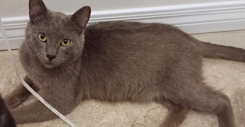 A young medium-sized male Gray / Blue / Silver Russian Blue cat named Andrew for adoption in Orange, CA