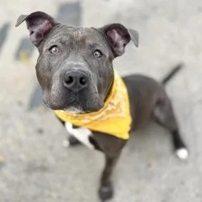 An adult large-sized male Gray / Blue / Silver Mixed Breed dog named Luffy for adoption in Vassalboro, ME