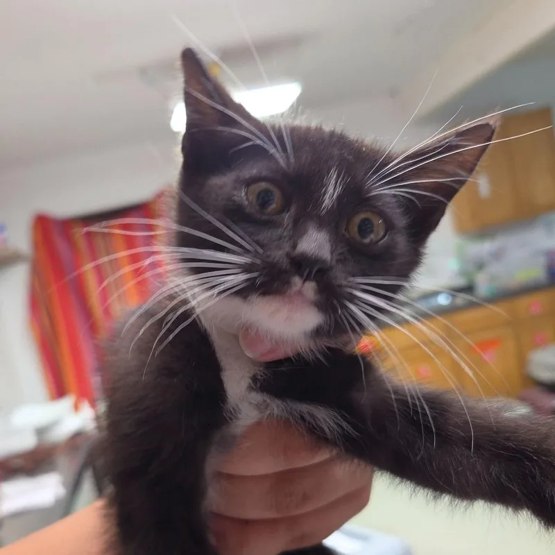 A baby small-sized male Black Domestic Short Hair cat named Benny for adoption in Leander, TX