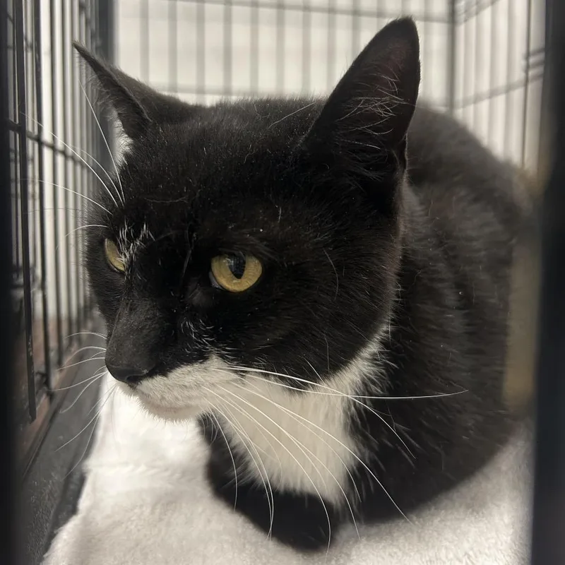 A senior medium-sized female Black Domestic Short Hair cat named Milkstache for adoption in Coos Bay, OR
