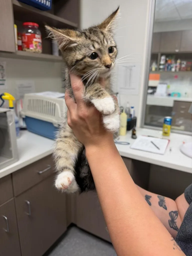 A baby small-sized female Domestic Medium Hair cat named Tic Tac Toe for adoption in Greenfield, IN