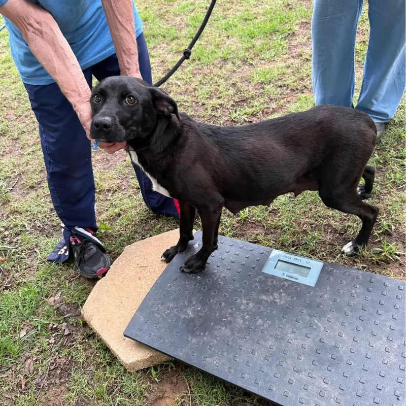 A young medium-sized female Black Mixed Breed dog named Isabelle for adoption in Alexandria, VA
