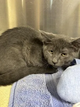 A baby small-sized female Domestic Short Hair cat named Osprey for adoption in New Hope, PA