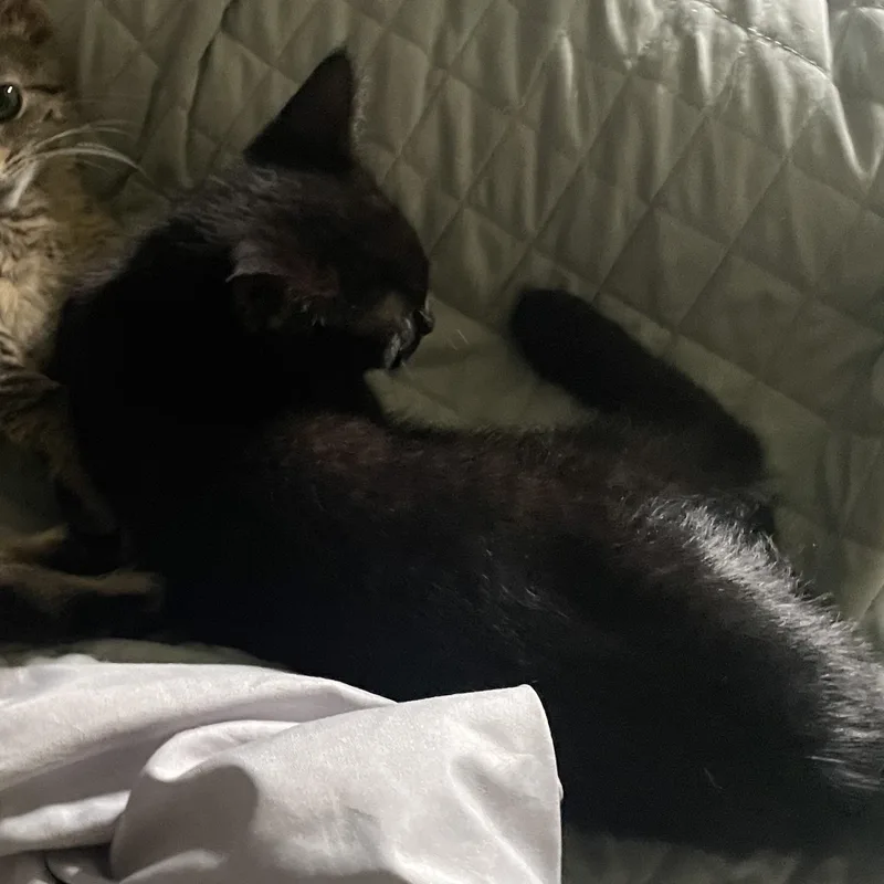 A baby medium-sized male Black Domestic Short Hair cat named Trouble for adoption in Holly, MI
