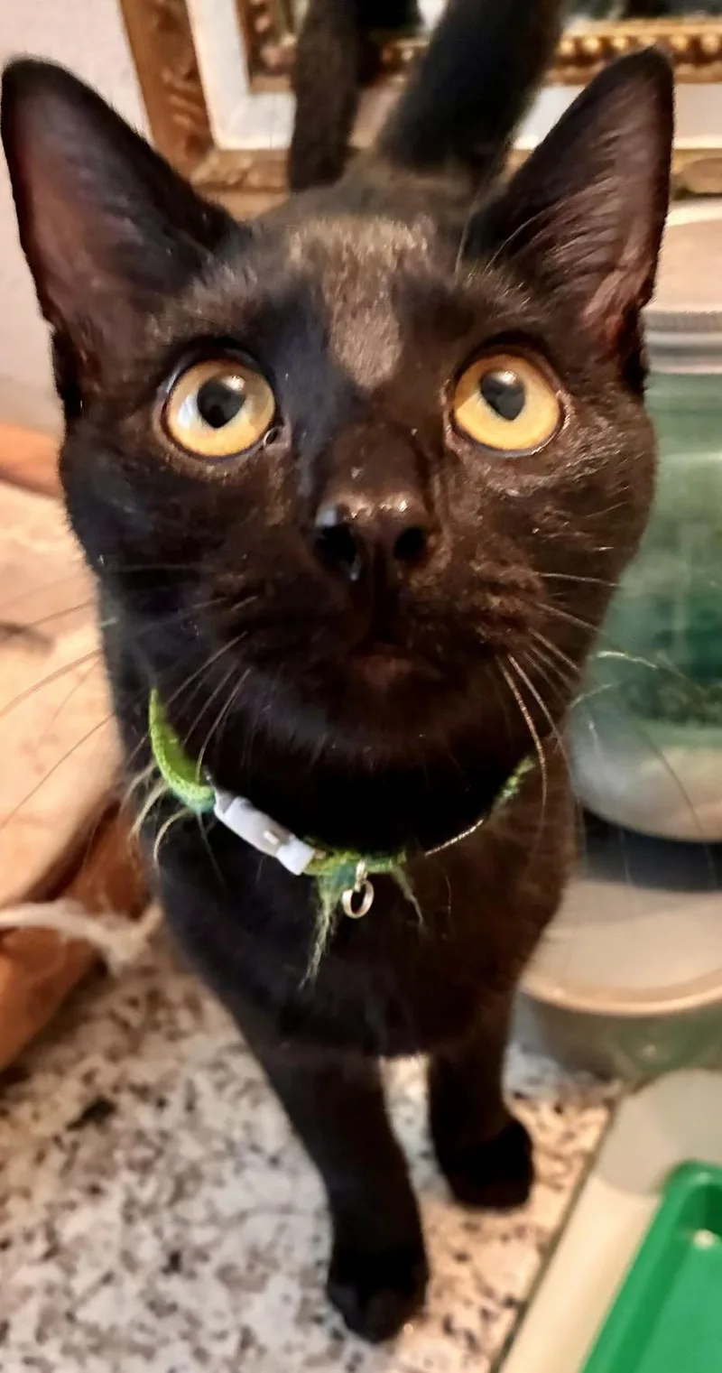 A baby small-sized male Black Domestic Short Hair cat named Waylon Kuykendahl Petsmart for adoption in Spring, TX