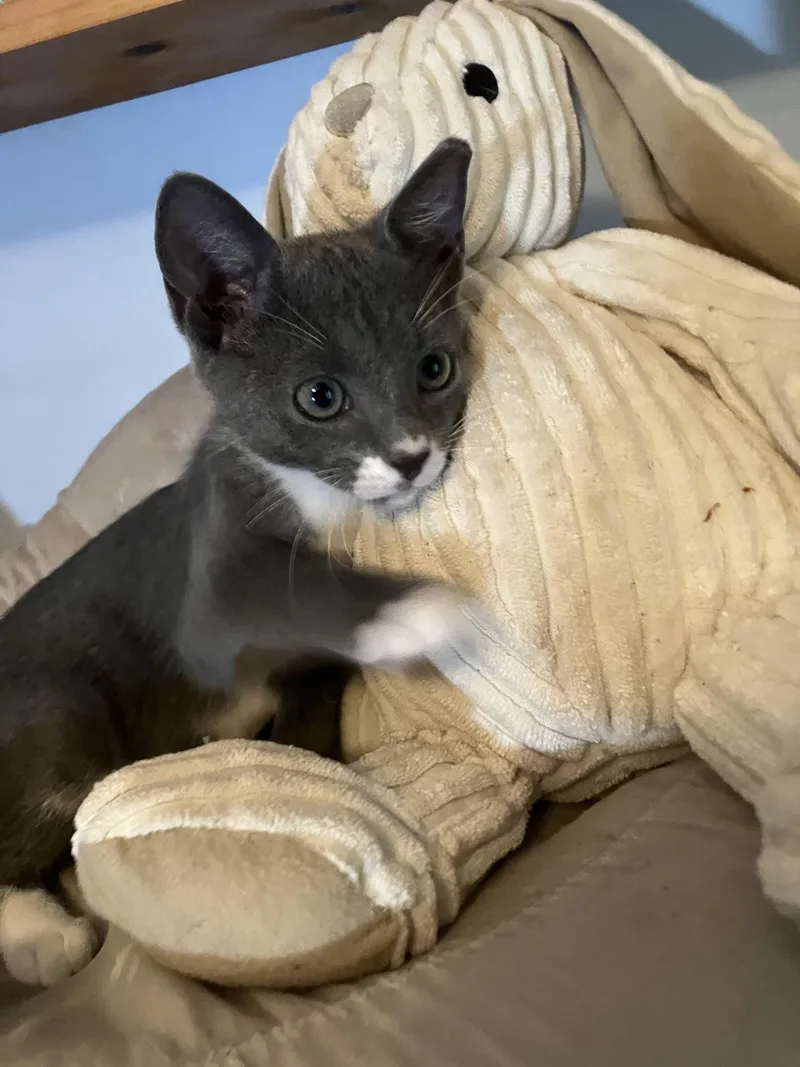 A baby medium-sized male Gray / Blue / Silver Domestic Short Hair cat named Figero Joe for adoption in Homestead, FL