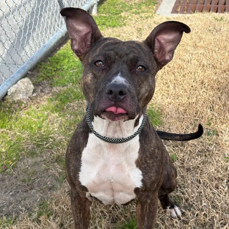 An adult medium-sized female Brindle Pit Bull Terrier dog named Torta for adoption in League City, TX