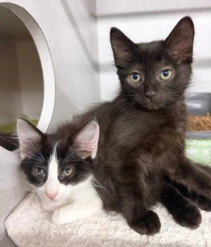 A baby small-sized male Domestic Short Hair cat named Squishmallow for adoption in Sacramento, CA