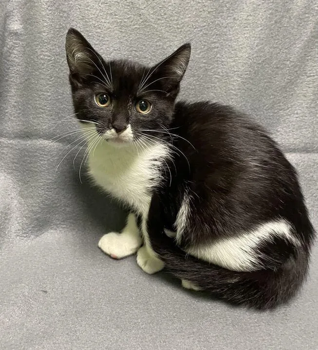 A baby small-sized female Domestic Short Hair cat named Clair for adoption in Jackson, MI
