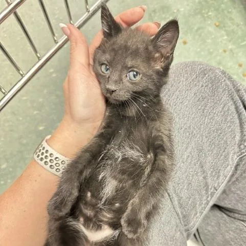 A baby small-sized female Black Domestic Short Hair cat named Wednesday for adoption in Tampa, FL