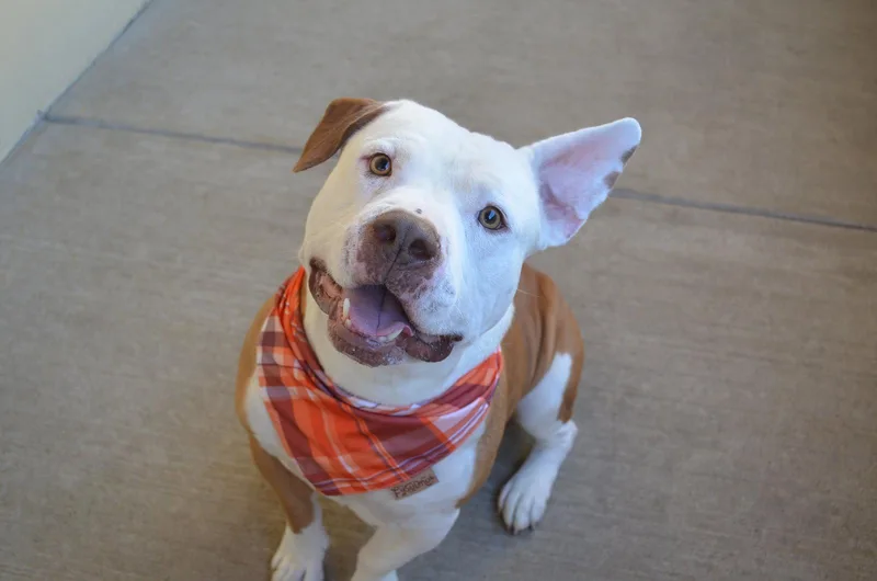 An adult large-sized male American Staffordshire Terrier dog named Chico for adoption in McKinney, TX