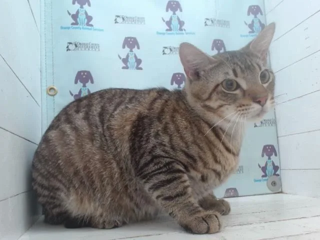 A young small-sized male Domestic Short Hair cat named Tubbs for adoption in Orlando, FL