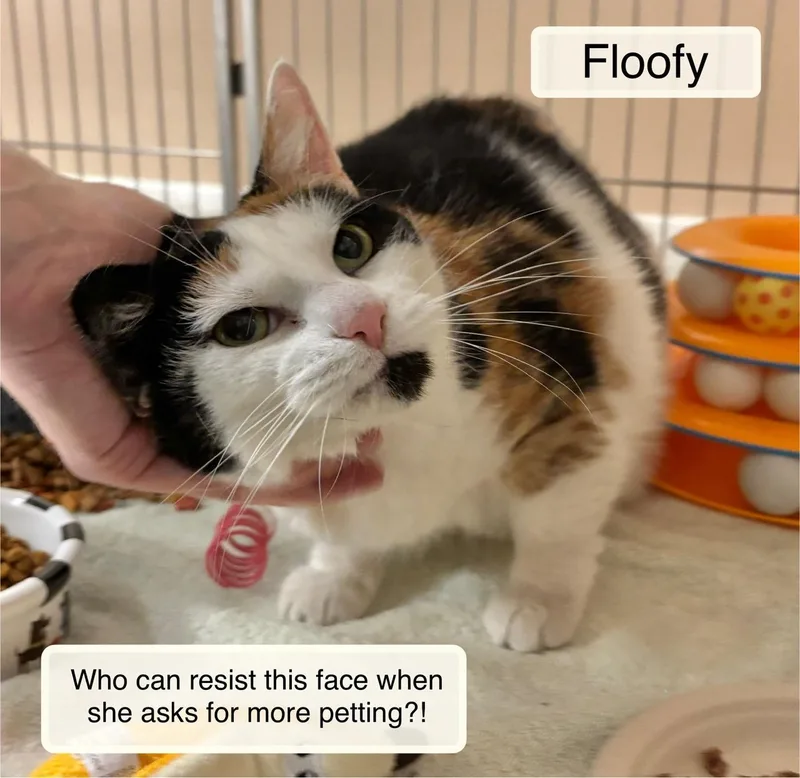 Floofy thumbnail 3