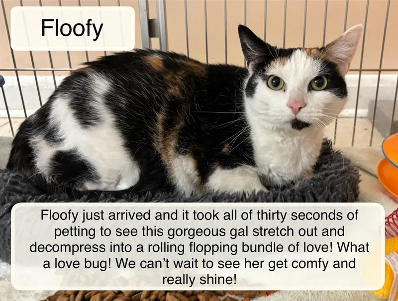 An adult large-sized female Calico Domestic Short Hair cat named Floofy for adoption in Ellicott City, MD
